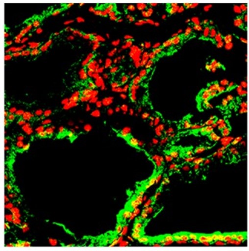 Modified from  da Giuliani C et al., PLoS ONE 9(9): e107936.a
