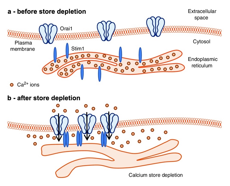 Store-operated calcium entry (SOCE)